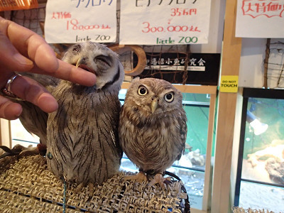 アフコノ最後の一羽の販売です。