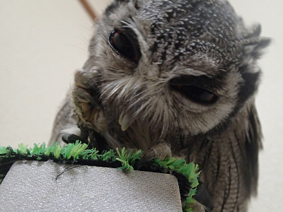 フクロウのくしゃみ