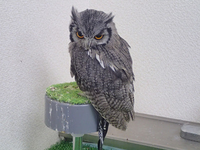 またまたお久しぶりです。