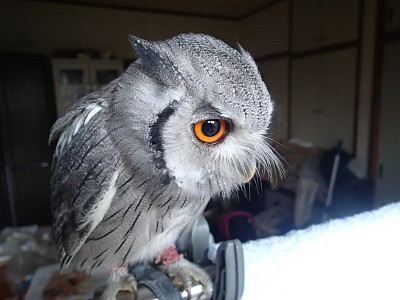 同じアフコノなのに全然ちがう鳴き声。
