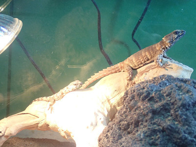 アルマジロトカゲベビーと虎鉄と龍空。