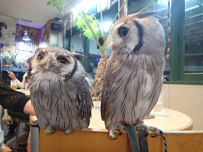 龍空ちゃんを嫌がる虎鉄