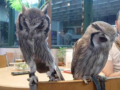 「鳥の骨展」に行ってきた １