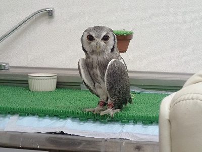 龍空の威嚇は、他のフクロウと違う