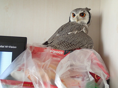 ちょっとだけ縮まる2羽の距離