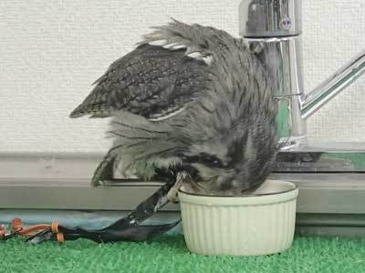 水浴びするかな？