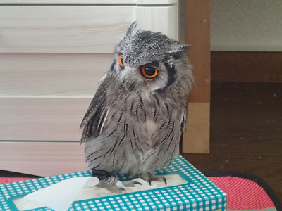 たまには一羽ずつのんびり、虎鉄編。