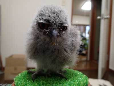 フクロウの命名は難しい。