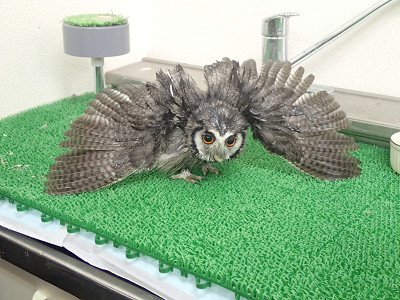 はじめての水浴びダンス