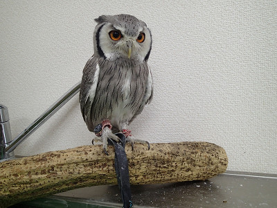 バレバレですよ～