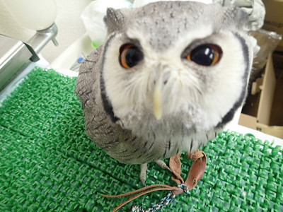 龍空ちゃん、5連発