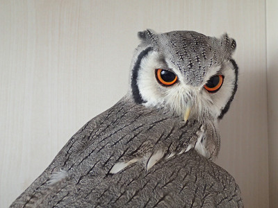 アフコノの鳴き声 Part2