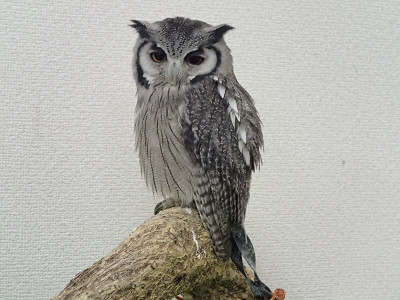 アフコノの鳴き声 補足