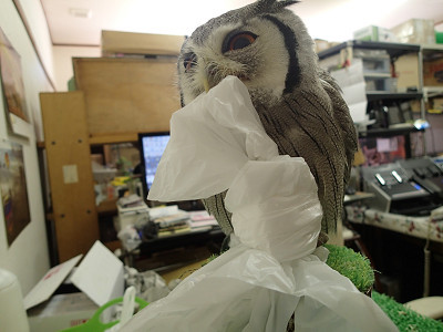 いいものみっけ？