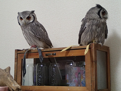 龍空の片想い・・。