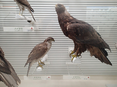 「鳥の骨展」に行ってきた ３