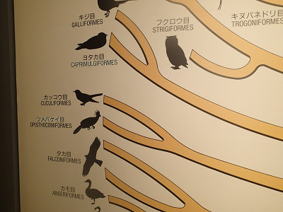「鳥の骨展」に行ってきた ４