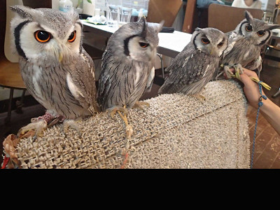 アフコノ祭り、再び・・。