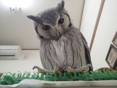 龍空ちゃん、なんかラッキーなことでも？