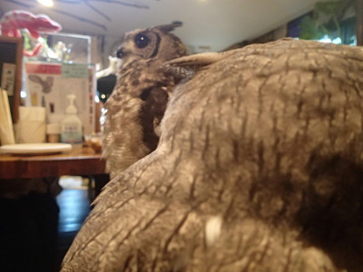 男の人はキライよ。