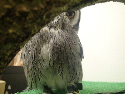 虎鉄、だだをこねる。