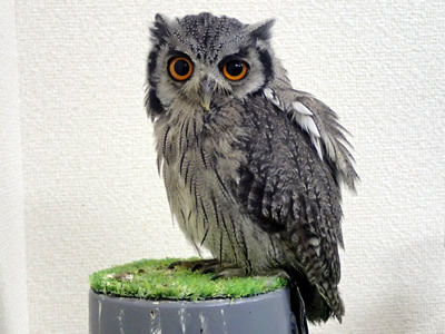 虎鉄シールを作ってみました！