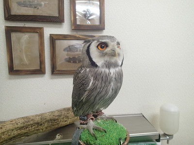 おはようございます（今は夜だけど・・）。