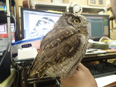 大好きなおとうちゃんが浮気！？