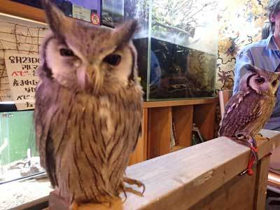 ポのつく名前のフクロウがたくさんいるお家のお誕生会