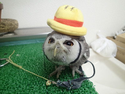 海賊王になる！