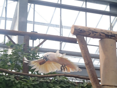 旅＿神戸花鳥園２