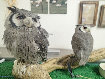 近いっ（。O。！