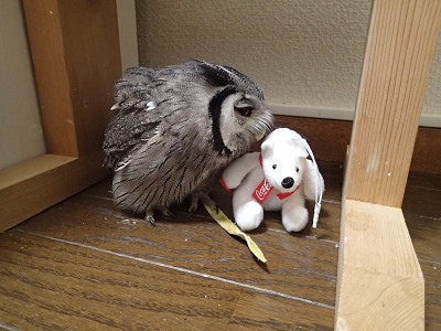 旅＿猛禽ミーティング