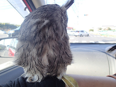 カメさんタクシー。