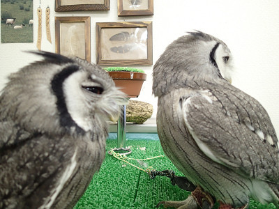 今日も２羽は仲良くやってます。