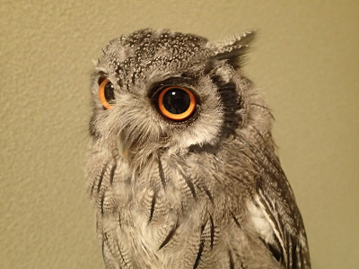 虎鉄＆龍空の一日