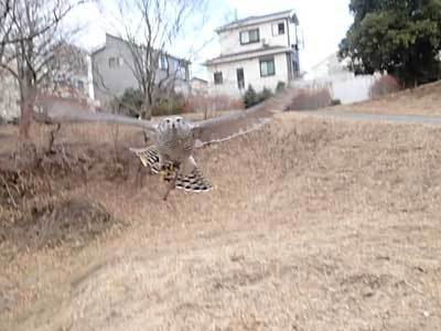 鷹狩り訓練の見学