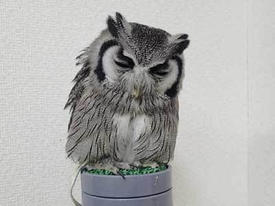 【動画】虎鉄の変な鳴き声