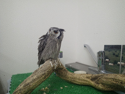 虎鉄＆龍空の一日 ３