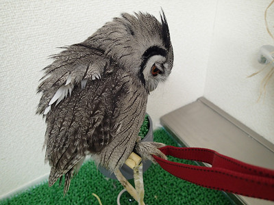 虎鉄は今日も元気。