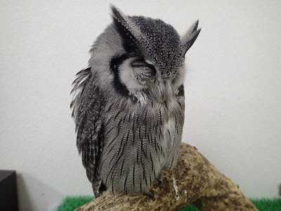 オレンジ目の子たち