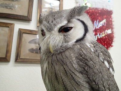 アフリカオオコノハズク、キタとミナミ２。