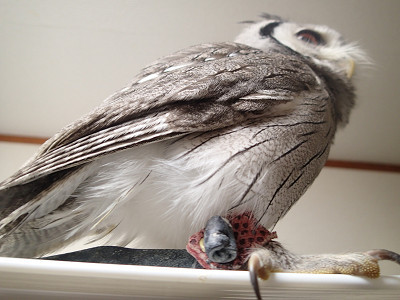 おなか真っ白！