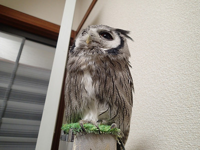 虎鉄、がんばってマス。