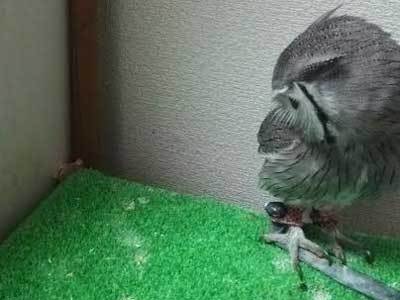 フクロウの記憶力