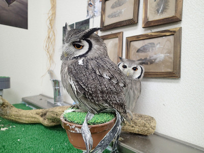 虎鉄の大冒険！？