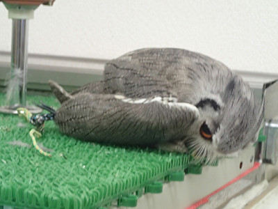 そういえばアヒル寝。