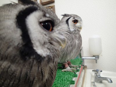 今日の龍空と虎鉄。