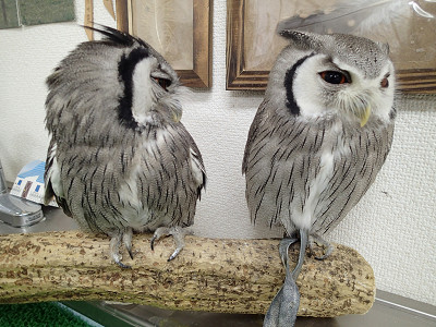 仲がいいんだか、悪いんだか。