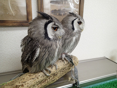 フクロウって・・、